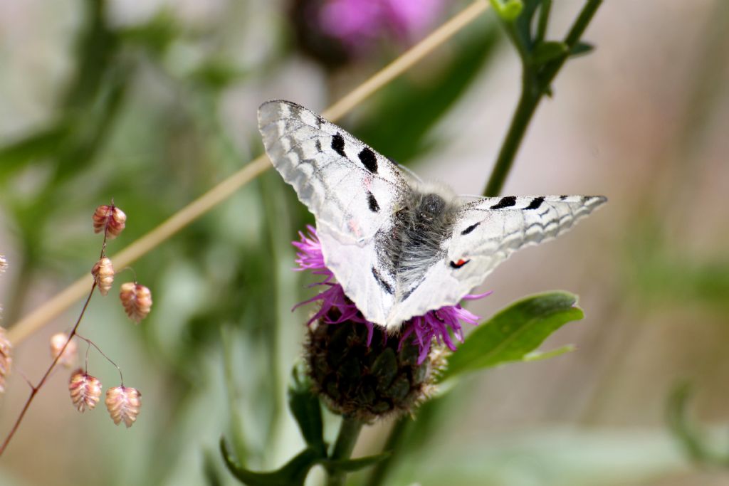 Questa invece Parnassius apollo